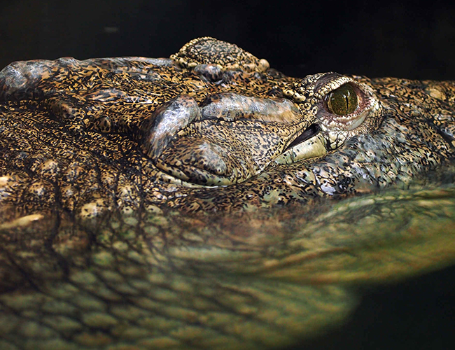 Krokodil_kop_oog_water_650x500.jpg
