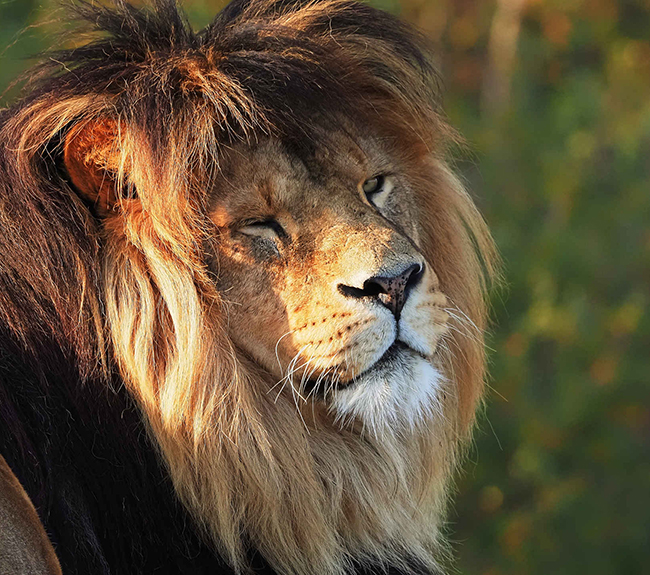 Leeuw_kop_zon_650x575.jpg