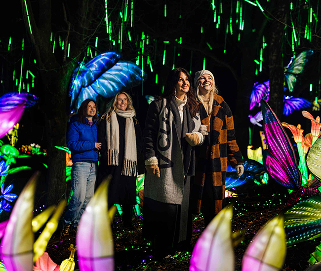 Lightsafari_dames_lopen_650x550.jpg