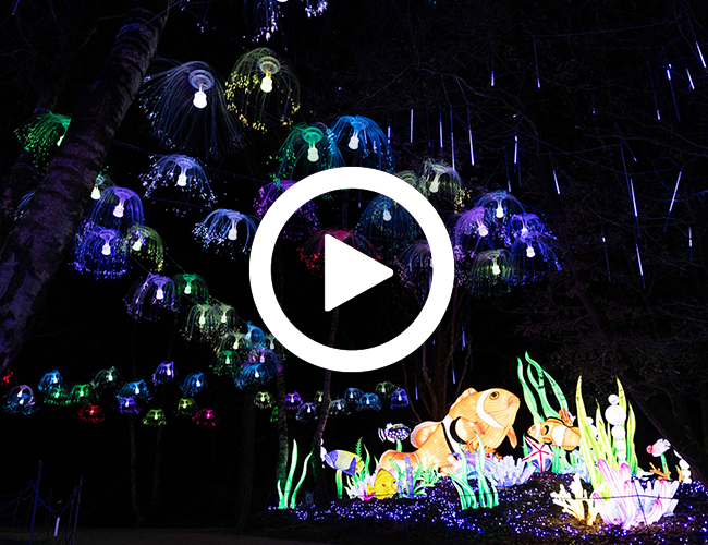 Lightsafari_video_vissen_kwallen_650x500.jpg