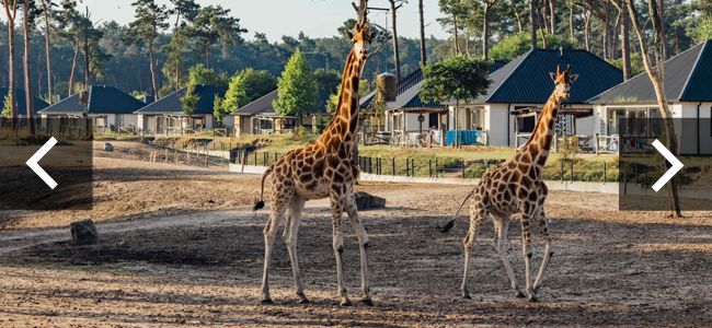Lodge_giraffen_doorklik_650x300.jpg