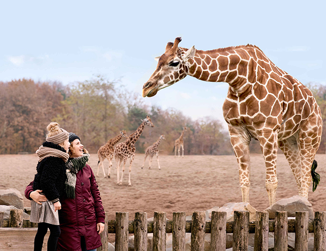 Moeder_kind_giraffe_winter_650x500.jpg