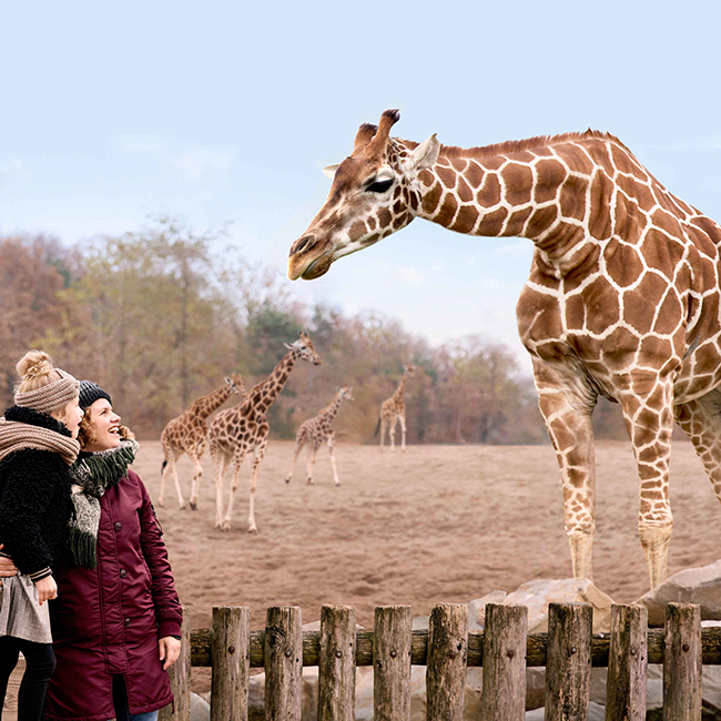 Moeder_kind_giraffe_winter_650x650.jpg