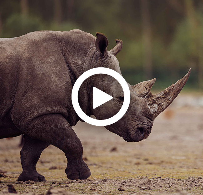 Neushoorn_kop_playbutton_650x625.jpg