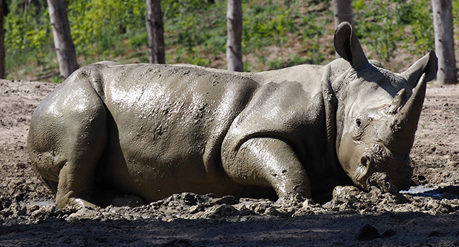 Neushoorn_modder_650x350.jpg