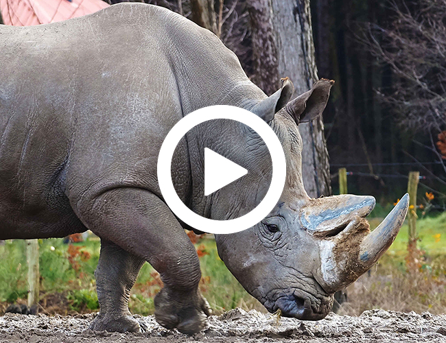 Neushoorn_modder_video_650x500.jpg
