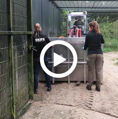 Nieuwetijger_video_413x414.jpg