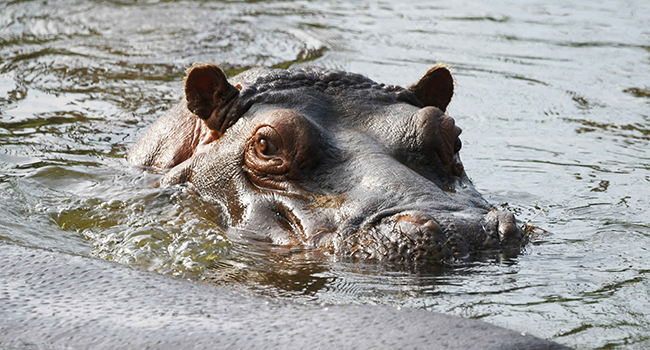 Nijlpaard_kop_water_650x350.jpg