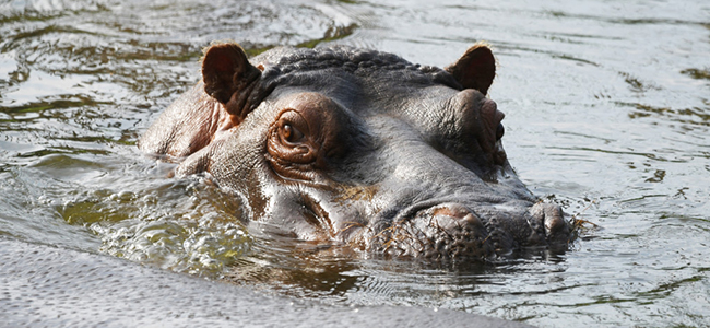 Nijlpard_kop_water_650x300.jpg