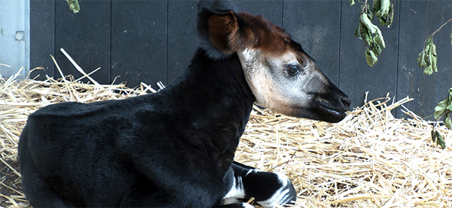 Okapi_jong_stro_650x300.jpg