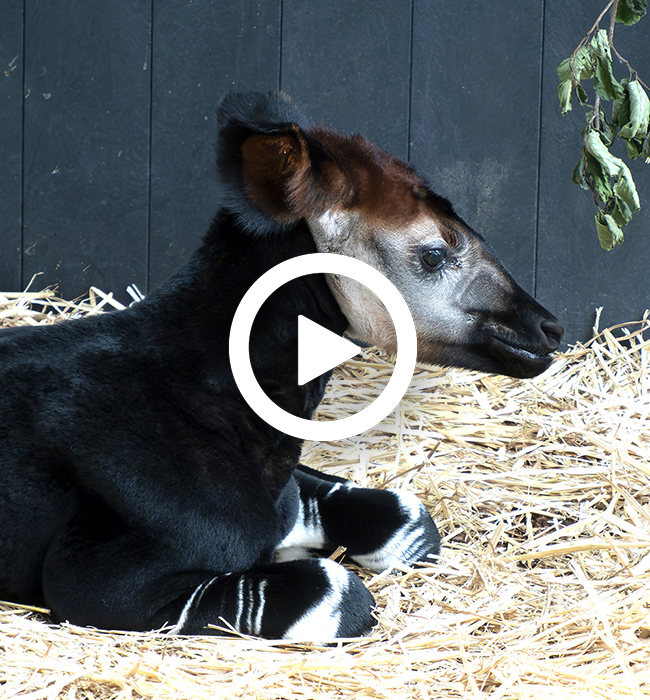 Okapi_jong_video_650x700.jpg