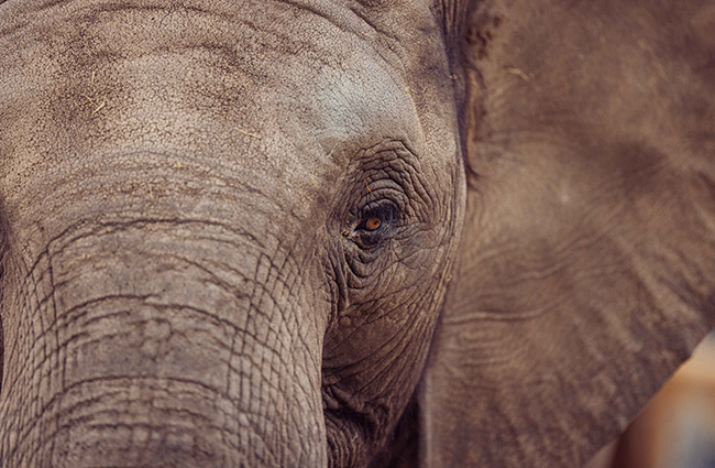 Olifant_ingezoomd_kop_650x425.jpg