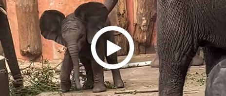 Olifant_jong_tak_video_464x197.jpg