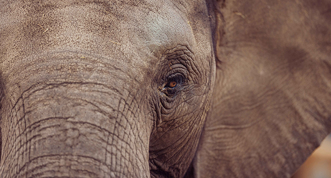 Olifant_kop_650x350.jpg