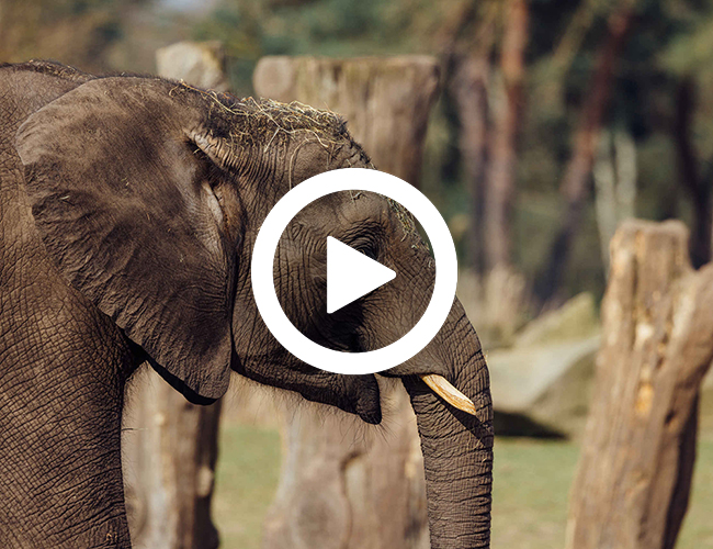 Olifant_kop_video_650x500.jpg