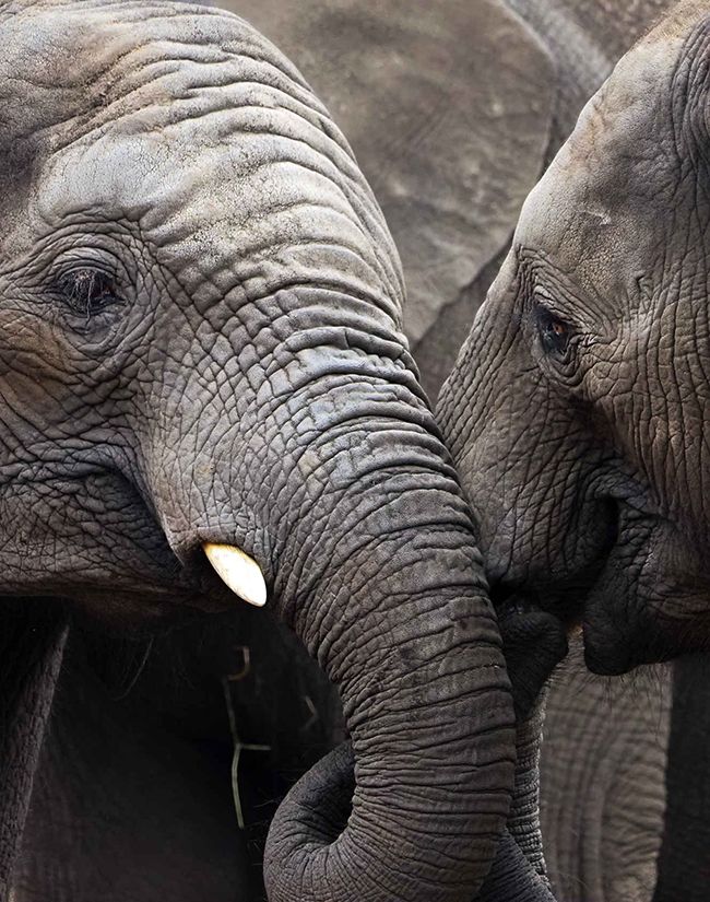 Olifant_koppen_650x825.jpg