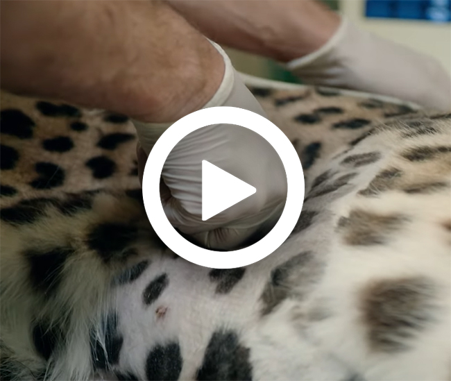 Opsafari_panter_video_650x550.jpg