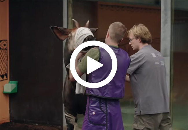 Opsafari_video_okapi_650x449.jpg