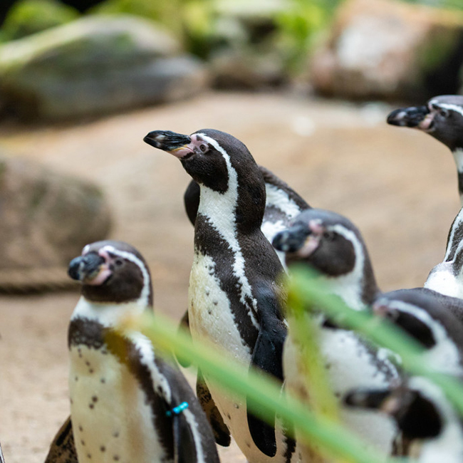 Pinguins_groep_gras_650x650.jpg