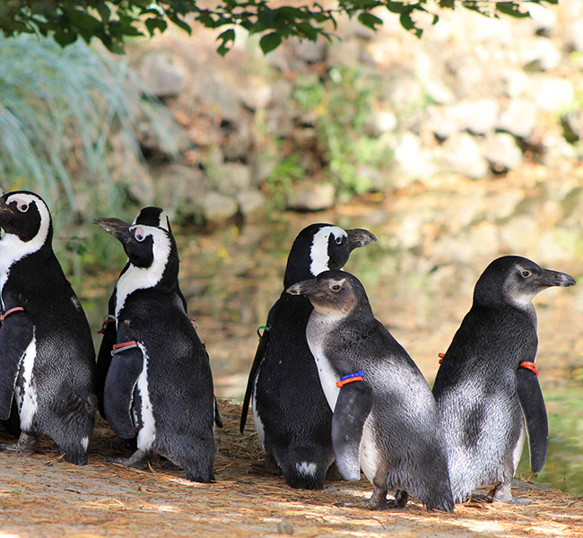 Pinguins_groepje_650x600.jpg