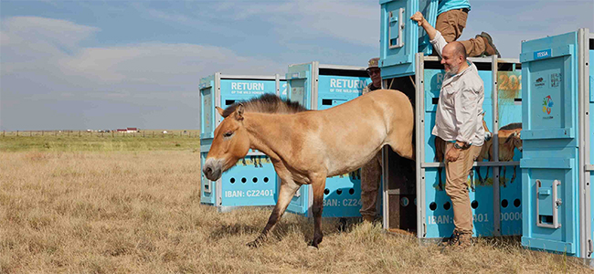 Przewalskipaard_uitgezet_650x300.jpg