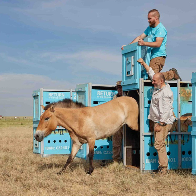 Przewalskipaard_uitgezet_650x650.jpg