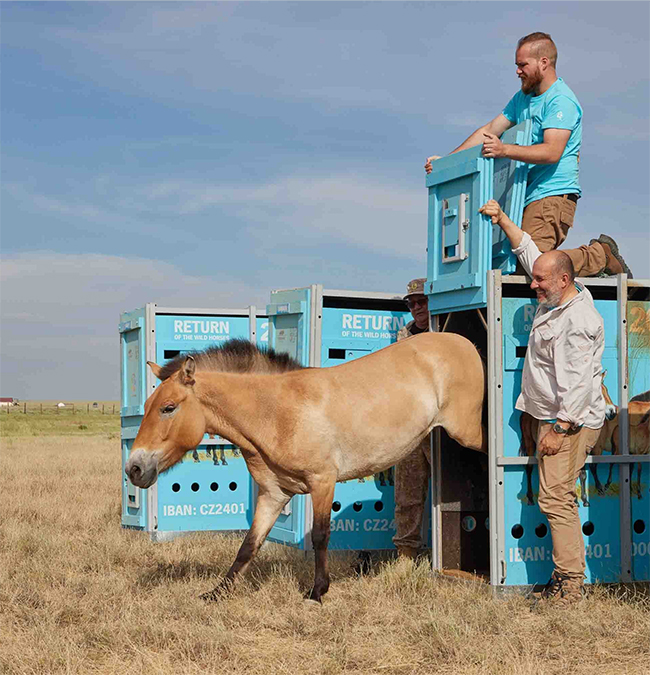 Przewalskipaard_uitgezet_650x675.jpg