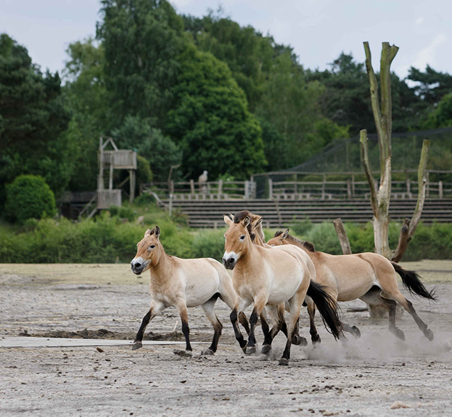 Przewalskipaarden_rennen_650x600.jpg
