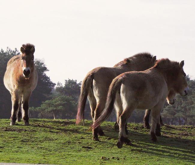 Przewalskipaarden_spbb_650x550.jpg
