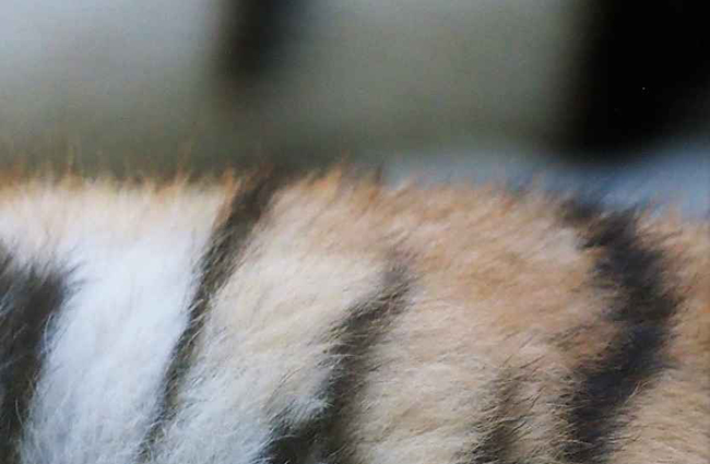 Raadhetdier_0425_650x425.jpg
