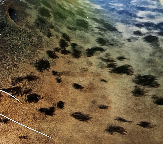 Raadhetdier_1024_2_650x574.jpg