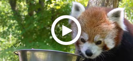Rode_panda_eten_video_2_465x215.jpg