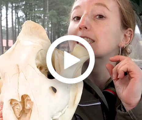 Schedel_video_465x393.jpg