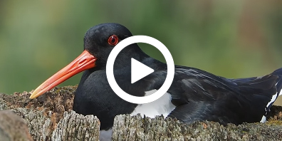 Scholekster_nest_video_396x198.jpg