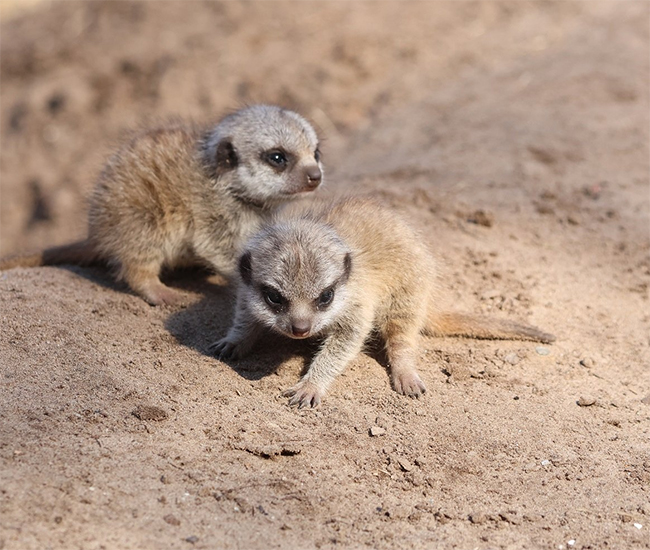 Stokstaartjes_jongen_zand_650x550.jpg