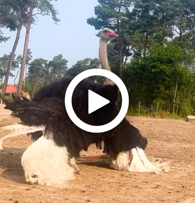 Struisvogel_dansen_playbutton_2_650x675.jpg