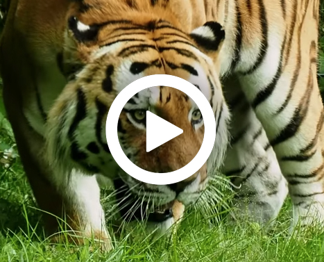 Tijger_video_467x377.jpg