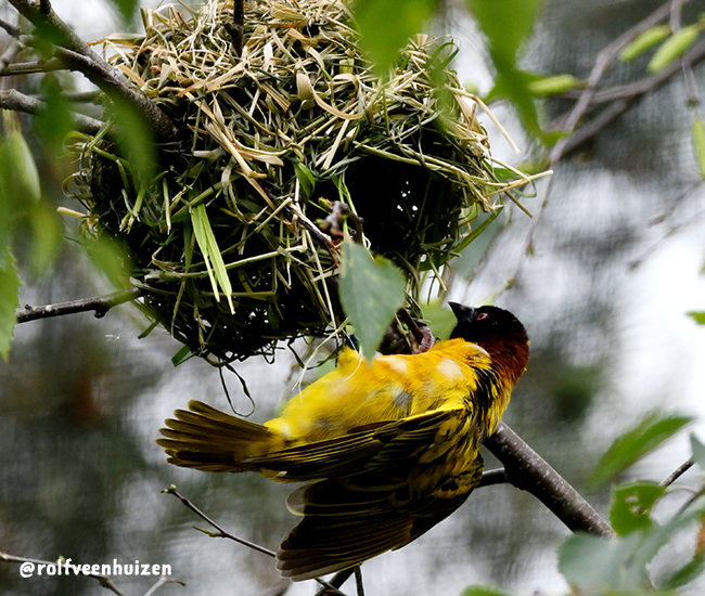 Wevervogel_nest_hangen_650x550.jpg