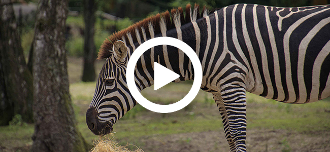 Zebra_eten_video_650x300.jpg