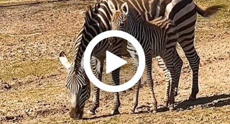 Zebra_jong_video_466x251.jpg