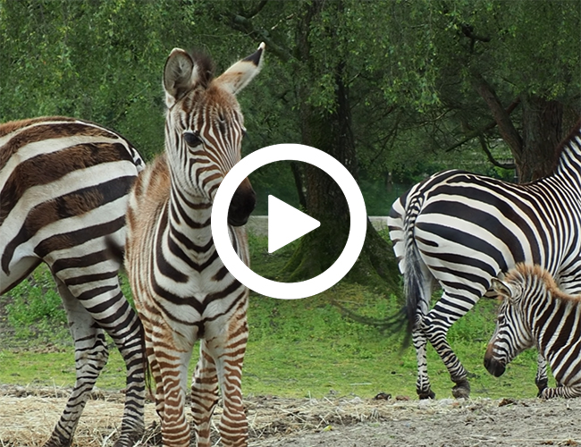 Zebrajong_video_650x500.jpg