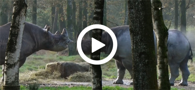 Zwarte_neushoorns_introductie_video_2_650x300.jpg