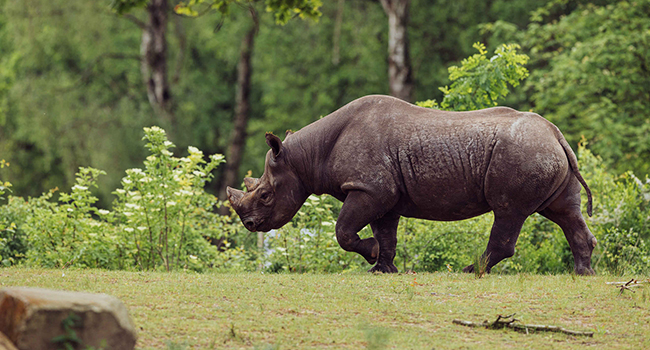 Zwarteneushoorn_lopen_650x350.jpg