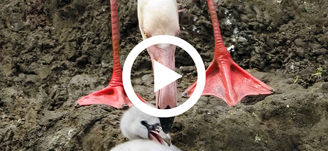 Bijzondere gebeurtenis bij flamingo's
