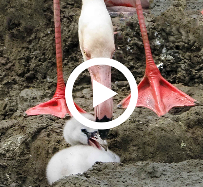 Bijzondere gebeurtenis bij flamingo's