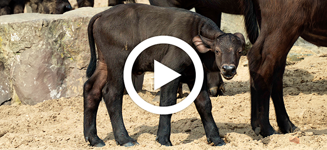 Kaapse buffel geboren video
