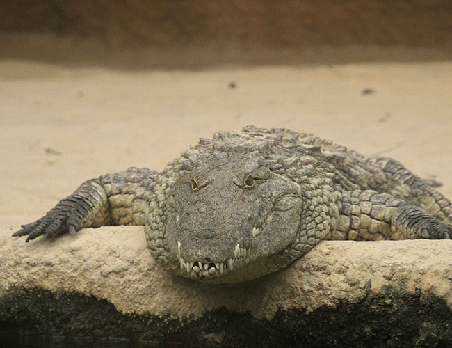 krokodil_liggen_zand_650x500.jpg